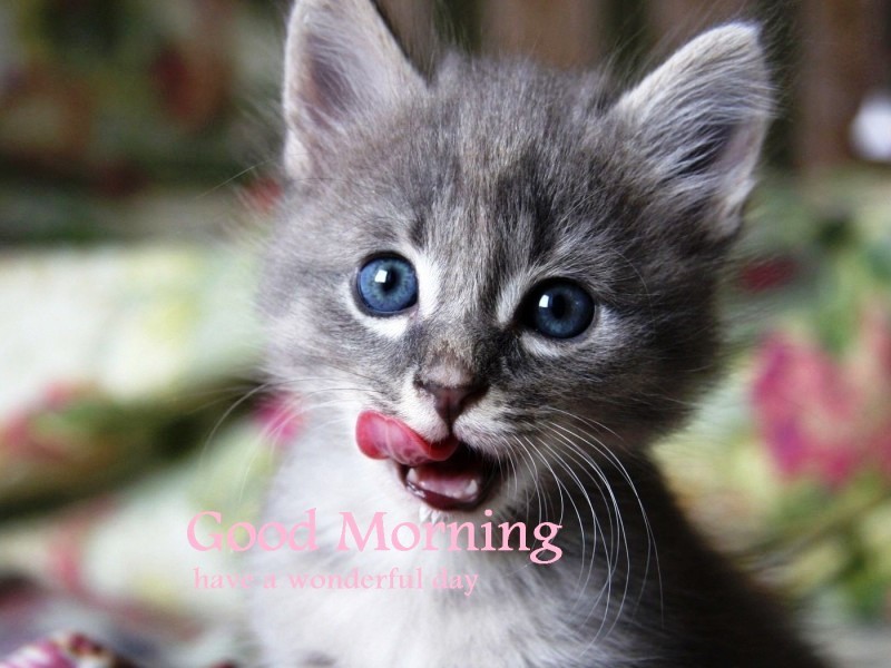 73 Superb Good Morning Greetings With Cat