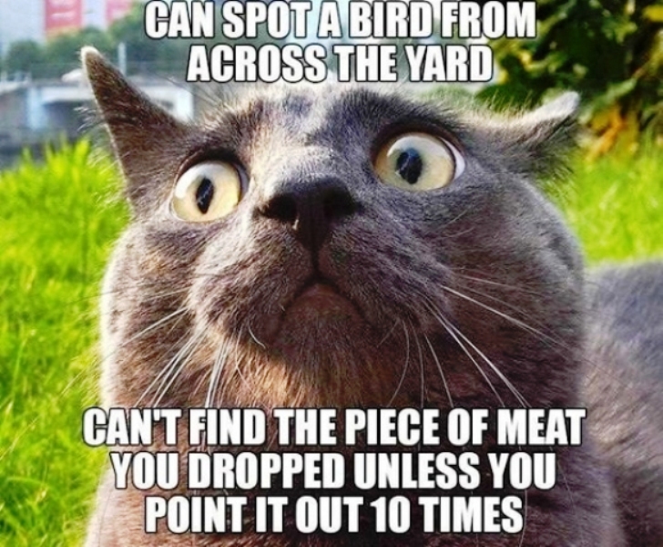 110 Wonderful Cat Meme Pics