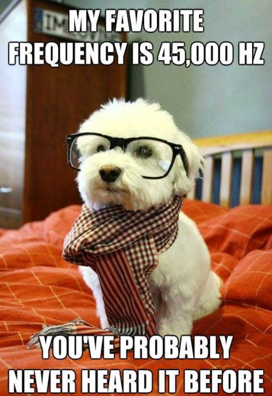 100 Awesome Dog Meme Images