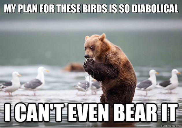 86 Funniest Bear Meme Pictures