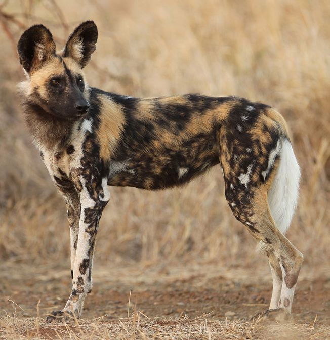 131 Perfect African Wild Dog Pictures
