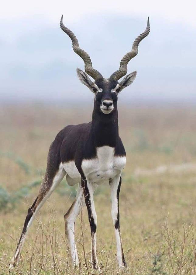 124 Magnificent Antelope Photos