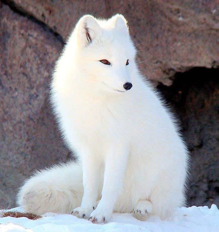 126 Nice Arctic Fox Images