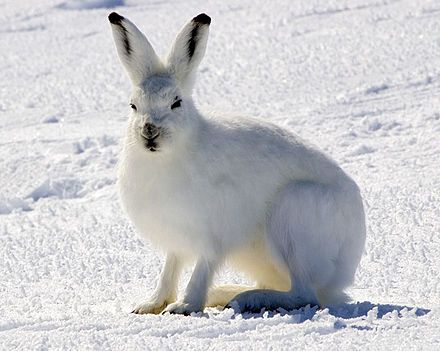 94 Impressive Arctic Hare Pictures