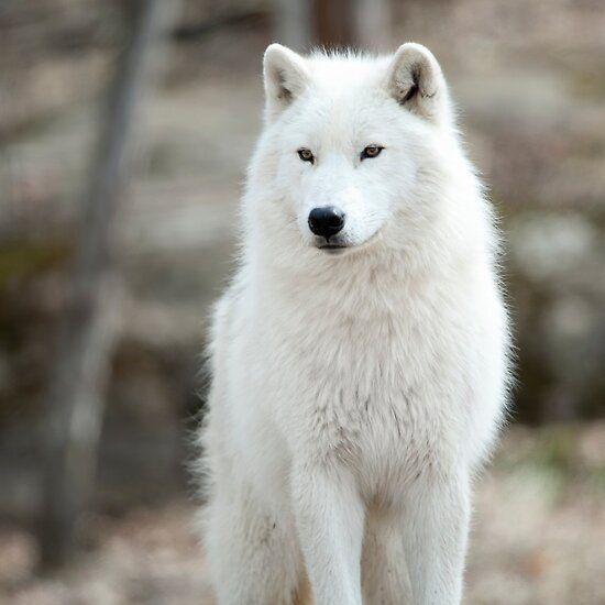 130 Nice Arctic Wolf Photos
