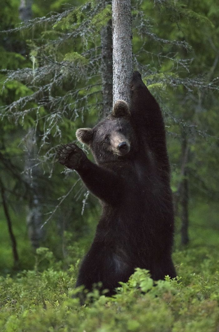 130 Perfect Bear Images