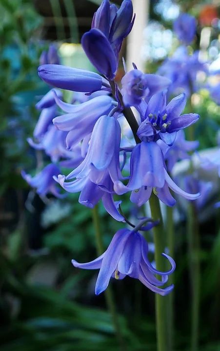 112 Marvellous Bluebell Flowers Images