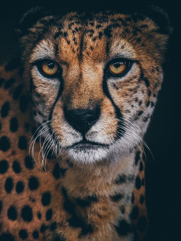 131 Nice Cheetah Photos