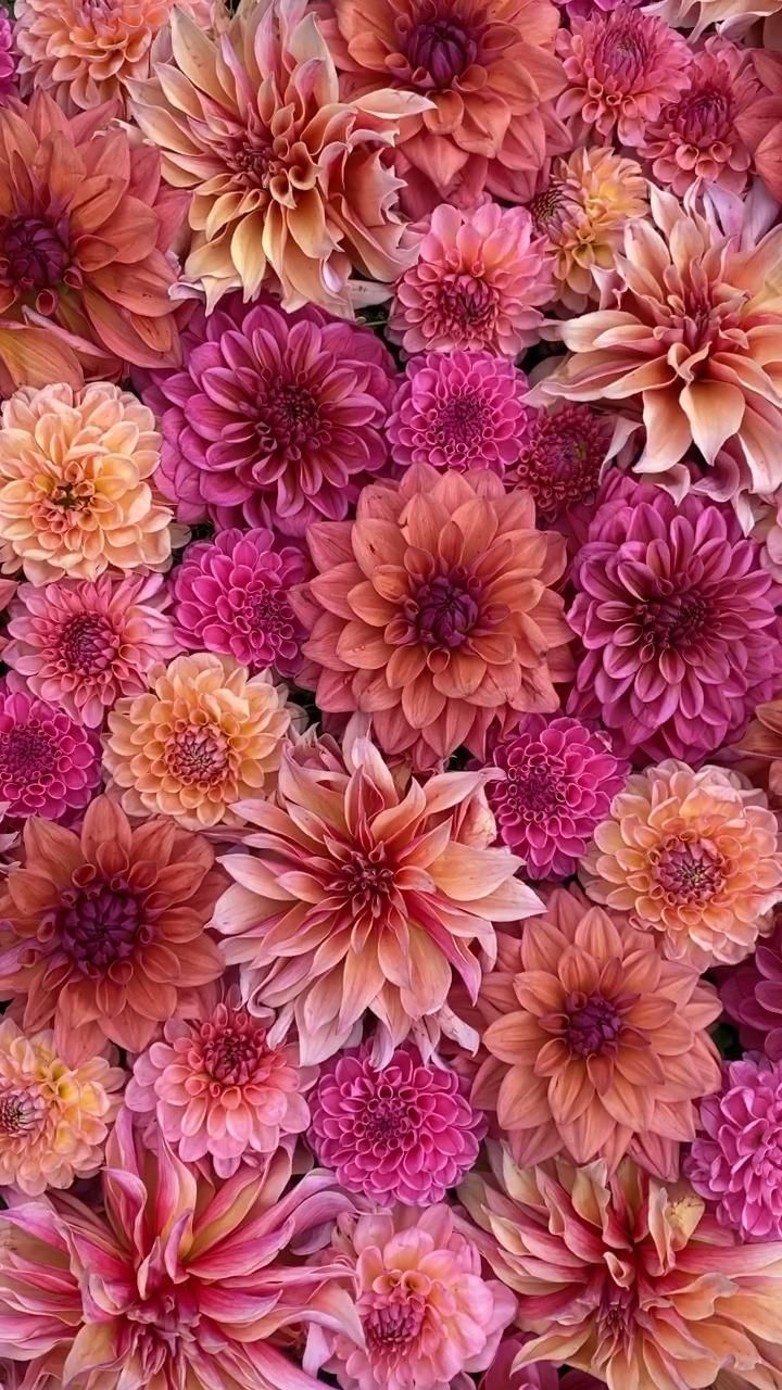 122 Outstanding Dahlia Flowers Pictures