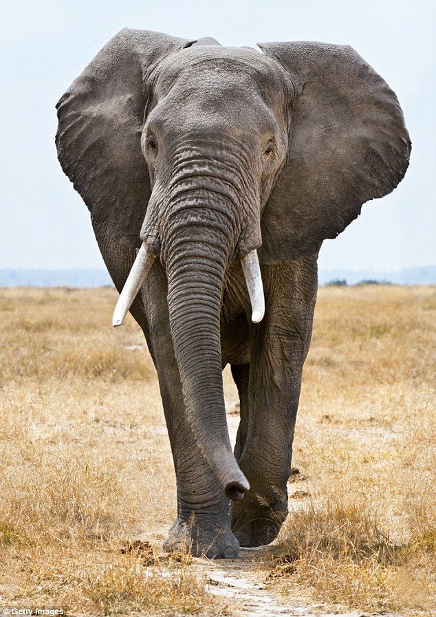 124 Nice Elephant Pictures