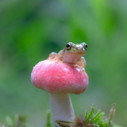 110 Marvellous Frog Pictures