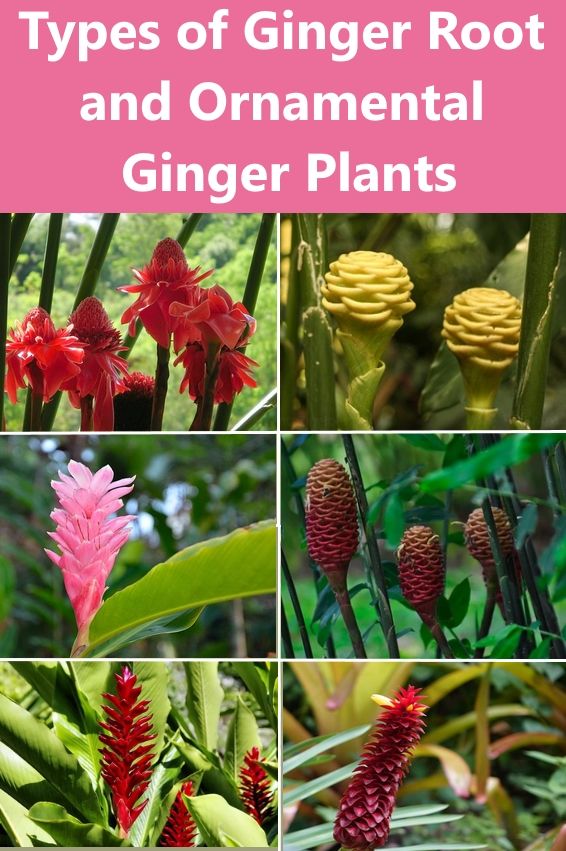 126 Popular Ginger Flowers Pics