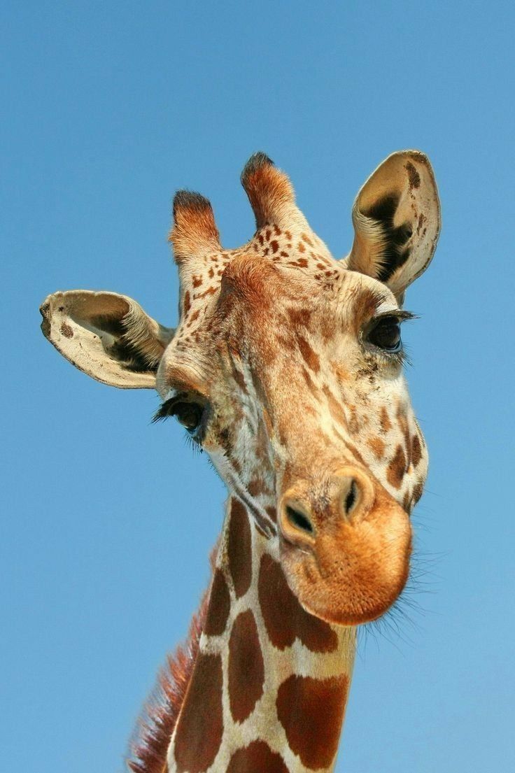 125 Stunning Giraffe Pics