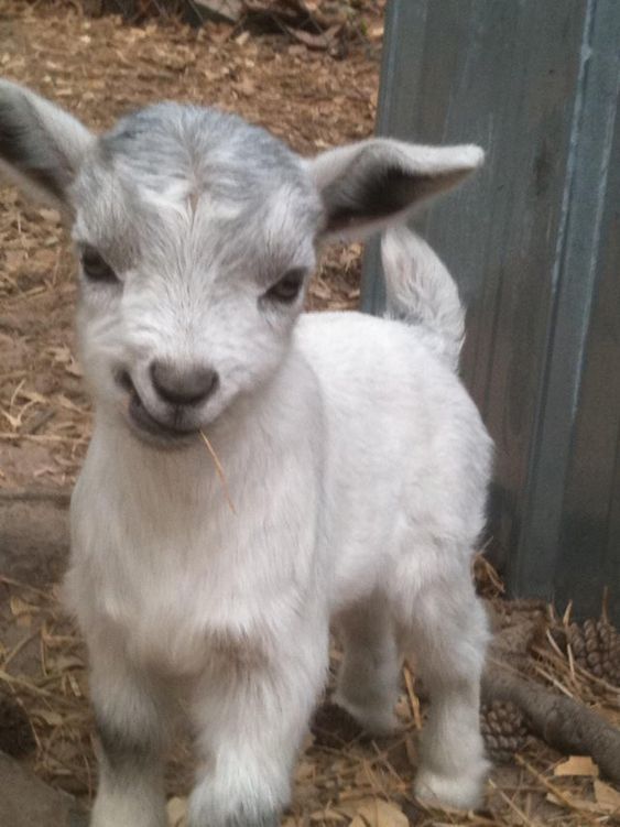 120 Nice Goat Pictures