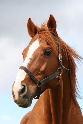 120 Magnificent Horse Pictures