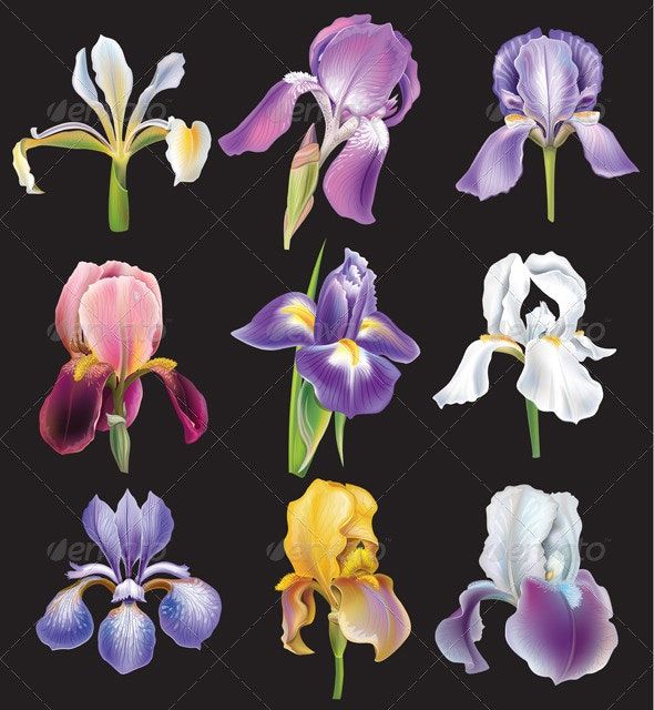122 Marvellous Iris Flowers Photos