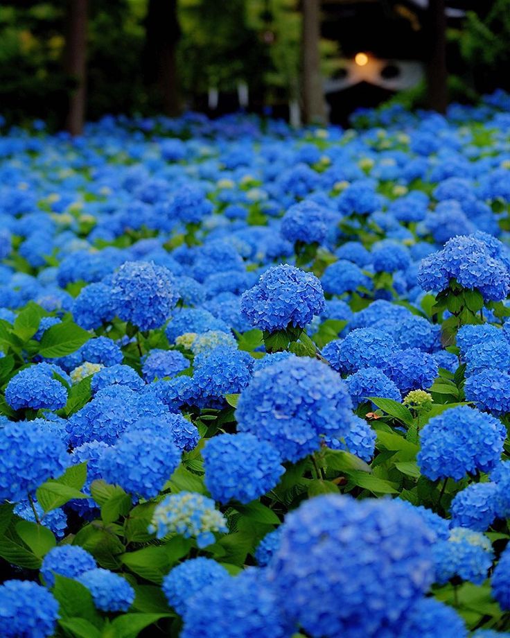 105 Impressive Japan Flowers Pics