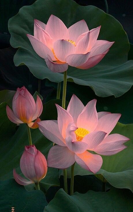 124 Magnificent Lotus Flowers Pics