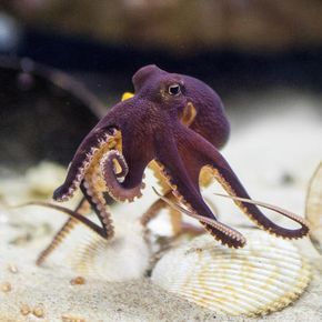 108 Incredible Octopus Images