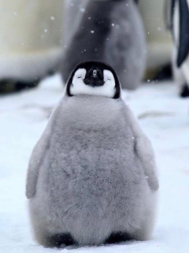 120 Nice Penguin Photos