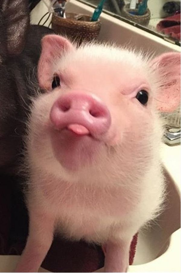 117 Nice Pig Pictures