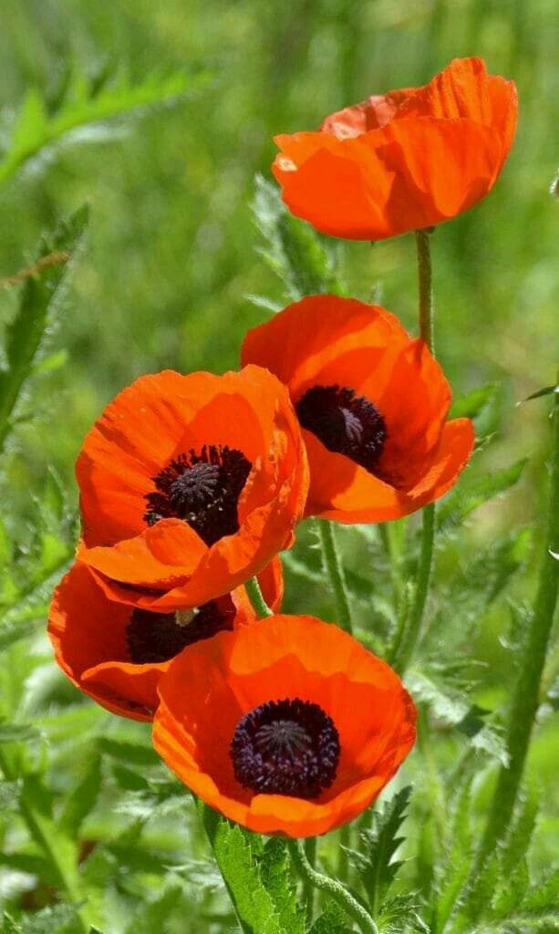 125 Nice Poppy Flowers Pictures