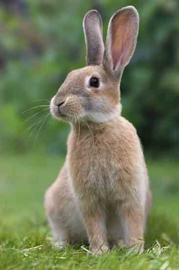 111 Marvellous Rabbit Pics