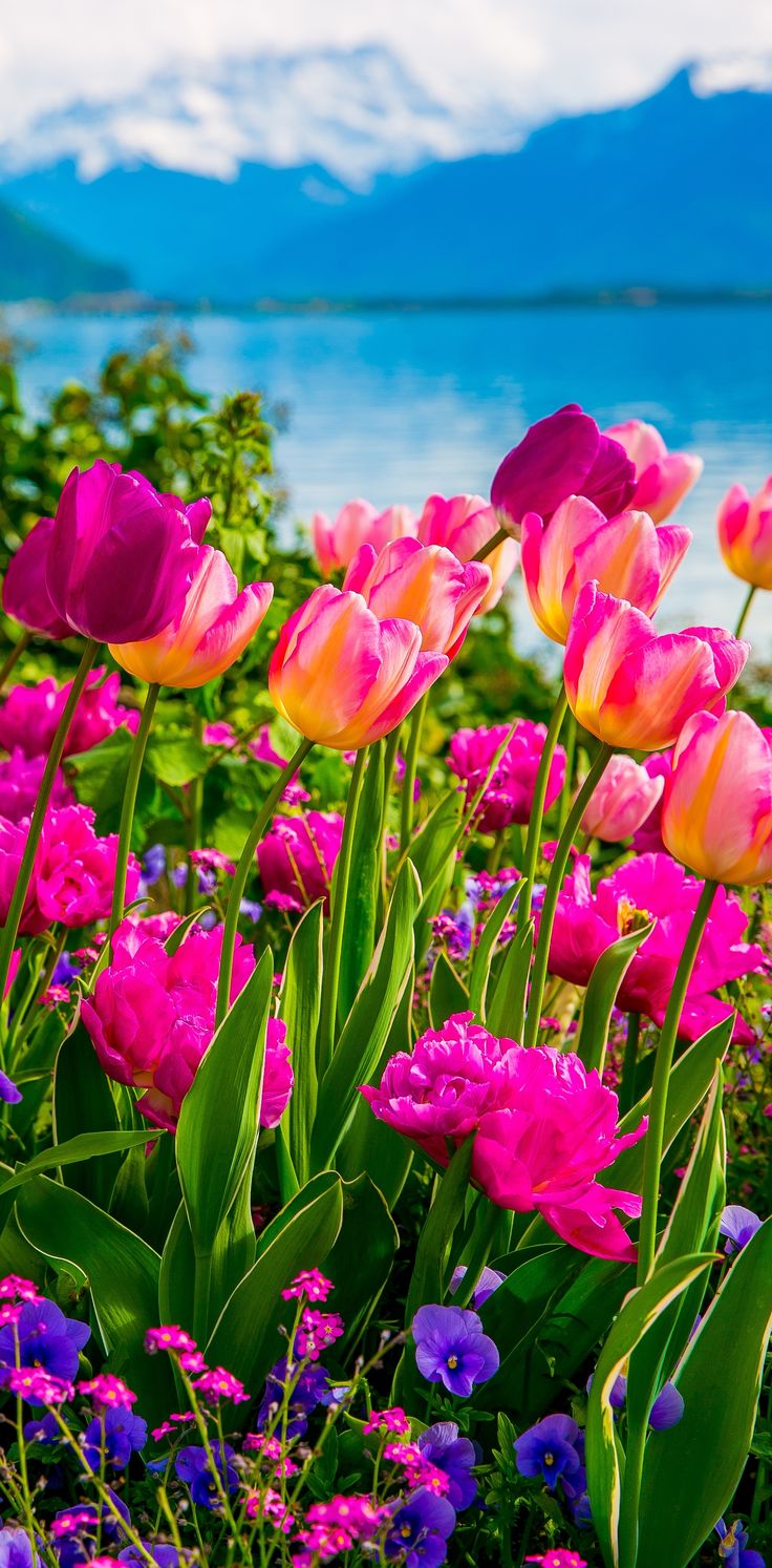104 Incredible Spring Flowers Images