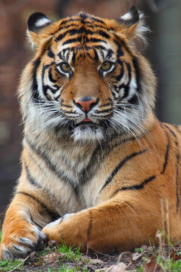 129 Outstanding Tiger Pics