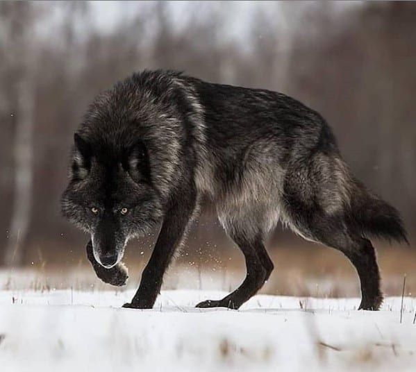 117 Magnificent Wolf Photos