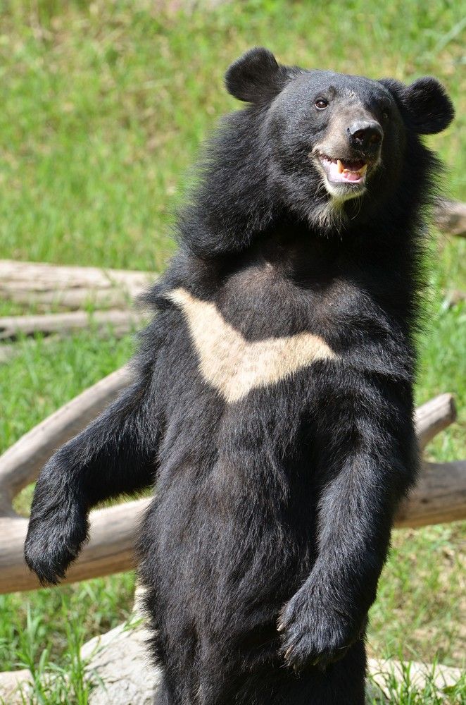 105 Incredible Asiatic Black Bear Pics