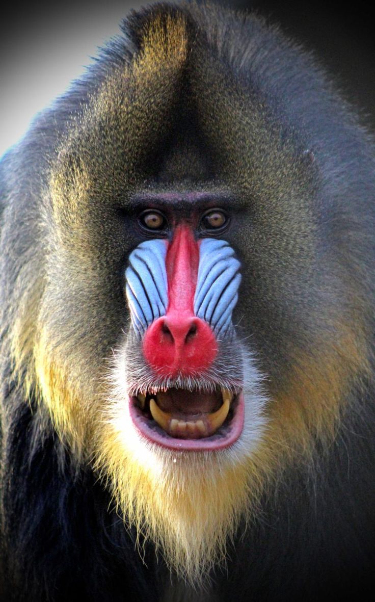 134 Stunning Baboon Images
