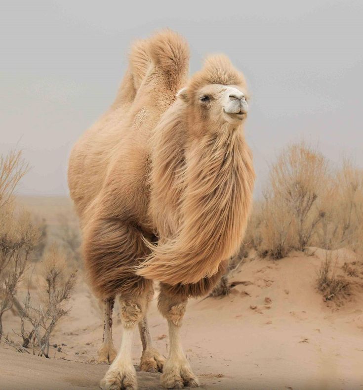 104 Freaky Bactrian Camel Pics