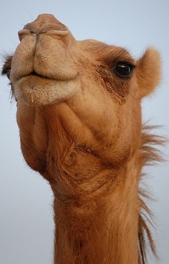 43 Beautiful Camel Pictures