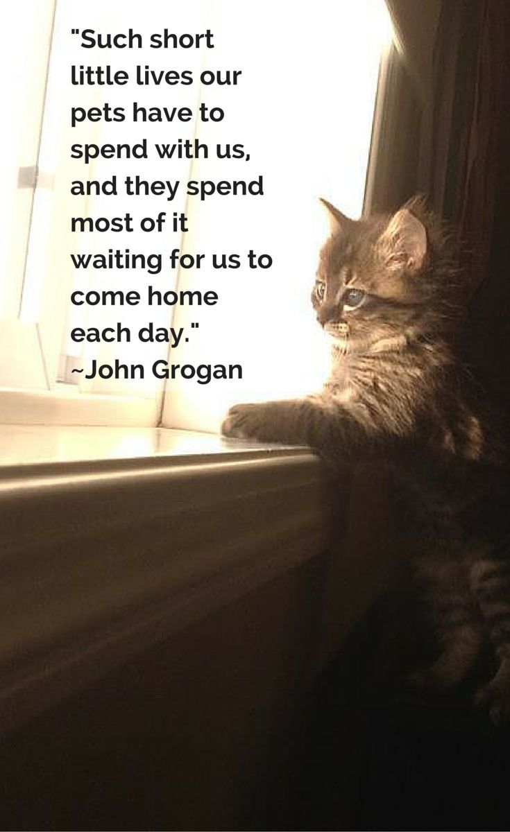 72 Adorable Cat Quotes Images