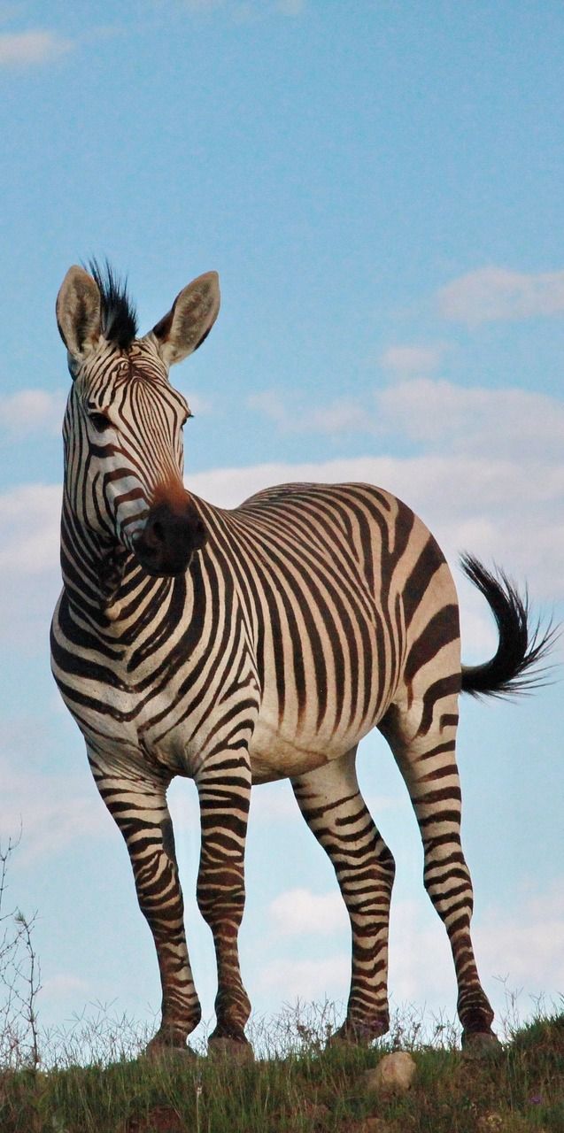 110 Incredible Zebra Photos